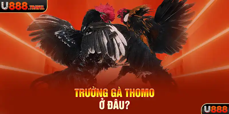 Trường gà thomo ở đâu?