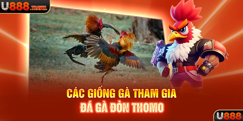 Các giống gà tham gia đá gà đòn Thomo