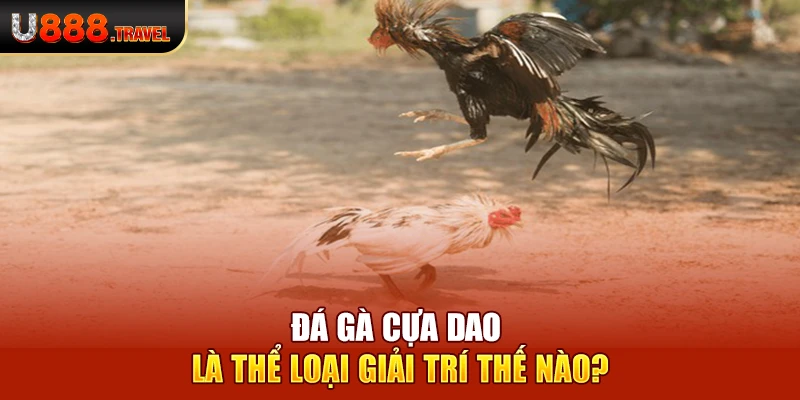 Đá gà cựa dao là thể loại giải trí thế nào?